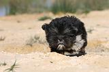 LHASSA APSO 030